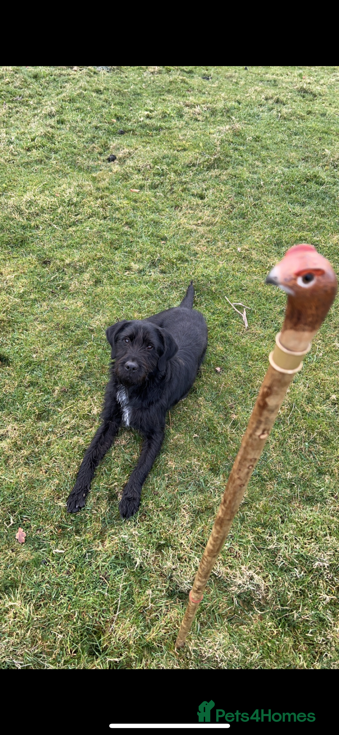 Mixed Breed dogs for sale: German wirehaired pointer x German wirehaired/Lab - Image 25