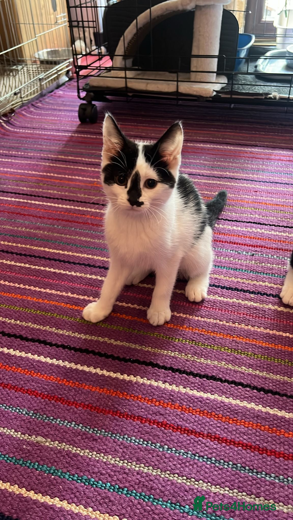 Mixed Breed cats 4 month old kitten 'lizzie' ready for new home - Advert 1