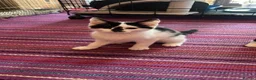 Mixed Breed cats for adoption: 4 month old kitten 'lizzie' ready for new home - Advert 1