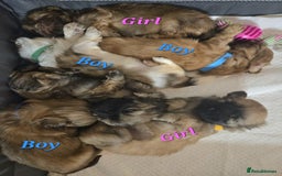 Shih Tzu dogs for sale: 5 beautiful Full Pedigree Shih Tzu Puppies - Image 5