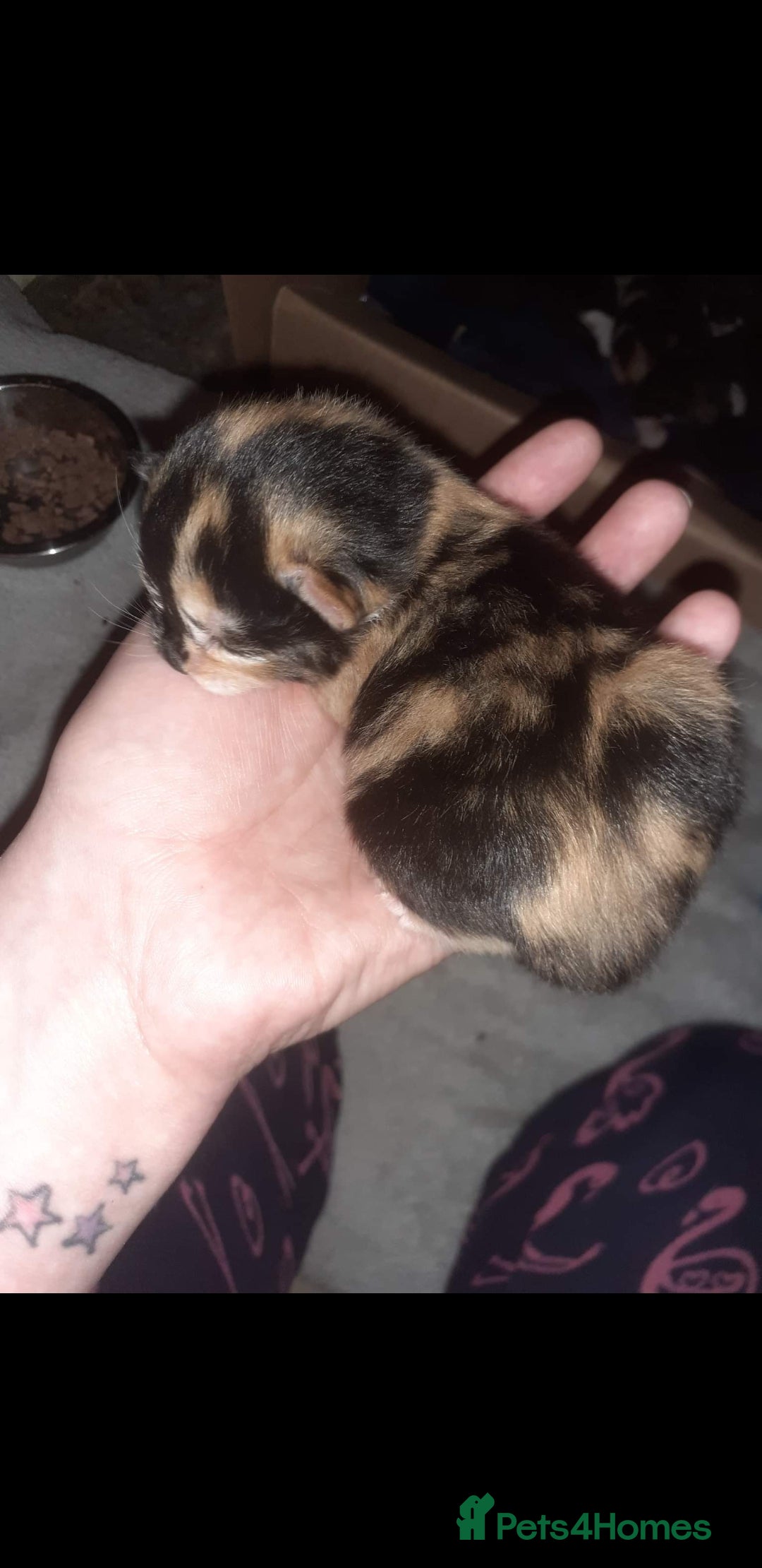 British Shorthair cats for sale: MARMITE  - Advert 2