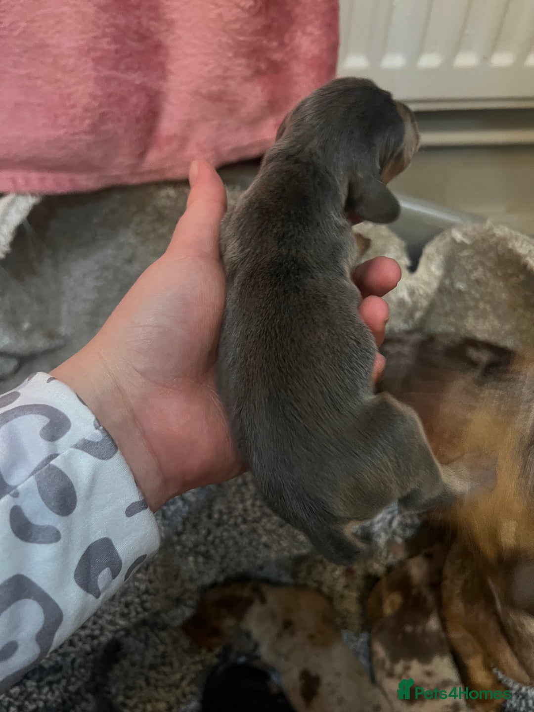 Miniature Dachshund dogs for sale: 💙KC REG💕💕💓Miniature dachshund 💙 - Advert 7