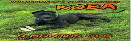 Belgian Shepherd Dog dogs for sale: Chunky WORKING LINE BELGIAN MALINOIS PUPPYS - Advert 25