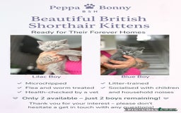 British Shorthair cats for sale: 🐈‍⬛ READY NOW - British Shorthair 🐈‍⬛ - Image 1