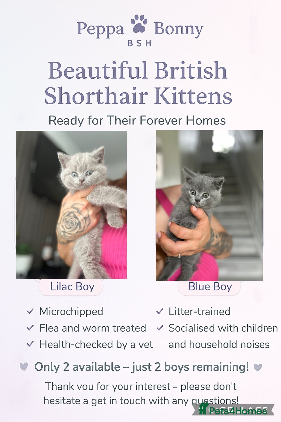 British Shorthair cats for sale: 🐈‍⬛ READY NOW - British Shorthair 🐈‍⬛ - Image 1