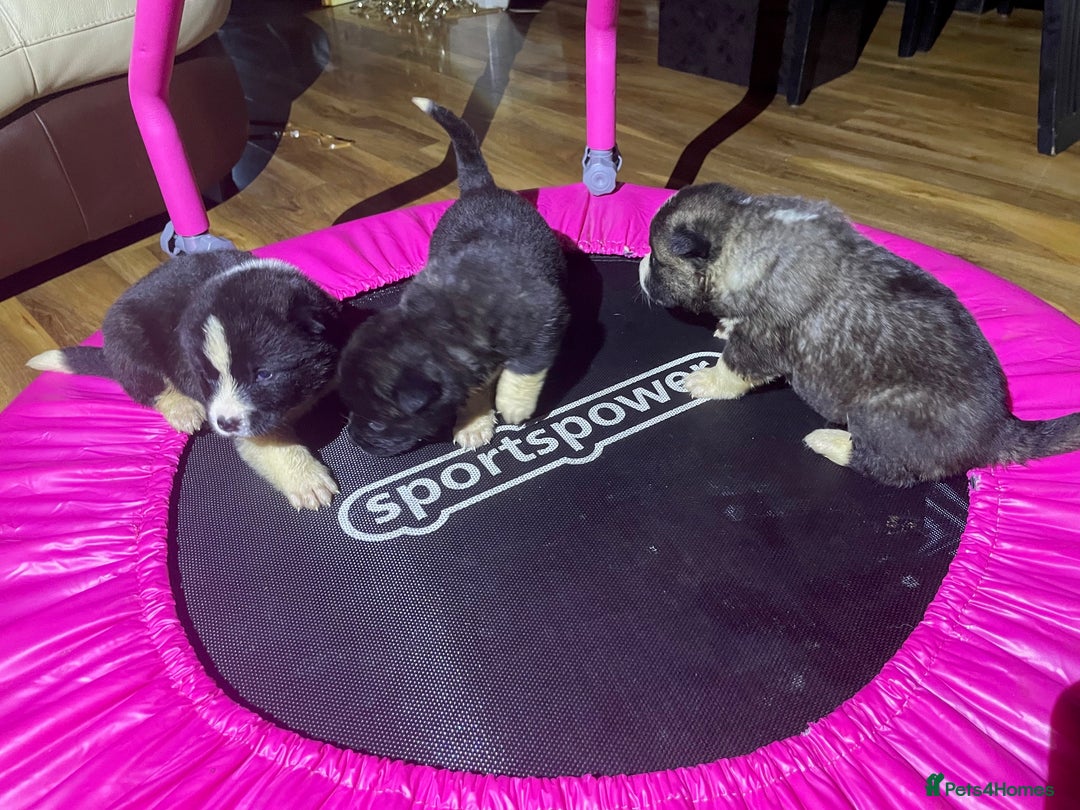 Akita dogs for sale: Stunning American Akita puppies - Advert 13