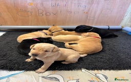 Labrador Retriever dogs for sale: Stunning  KC registered Labrador puppies - Image 4