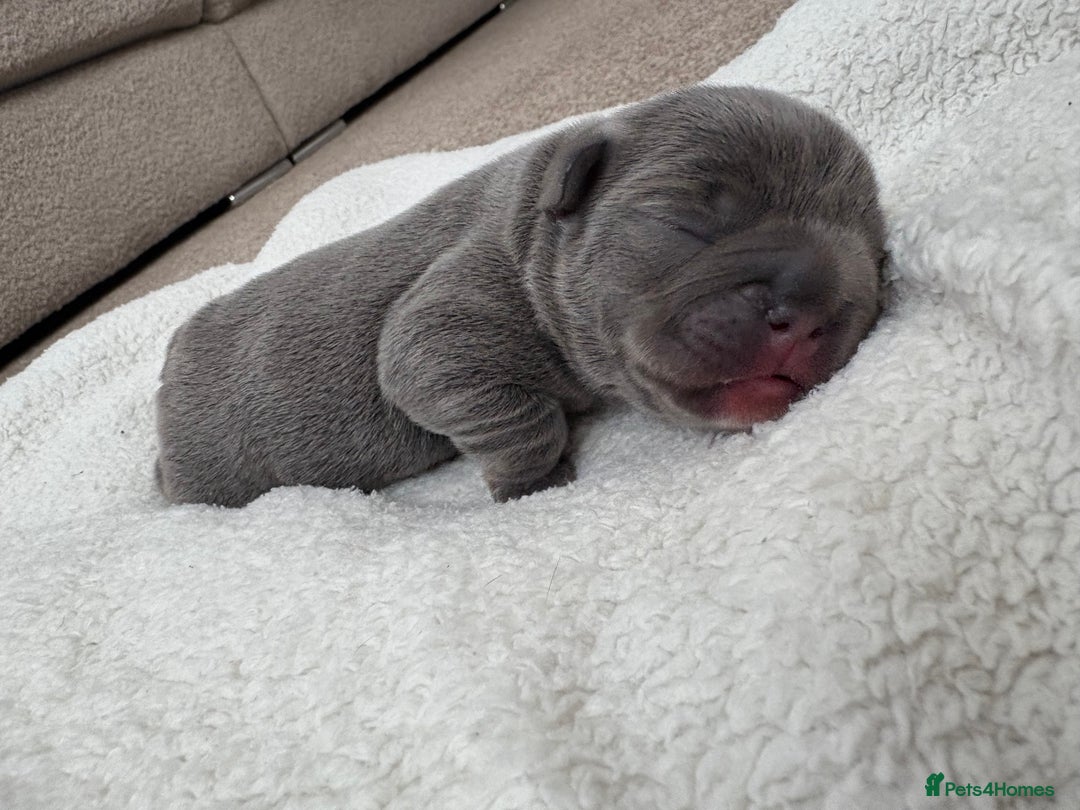 French Bulldog dogs for sale: 🌸 Frenchbulldog puppy 🌸 - Image 3