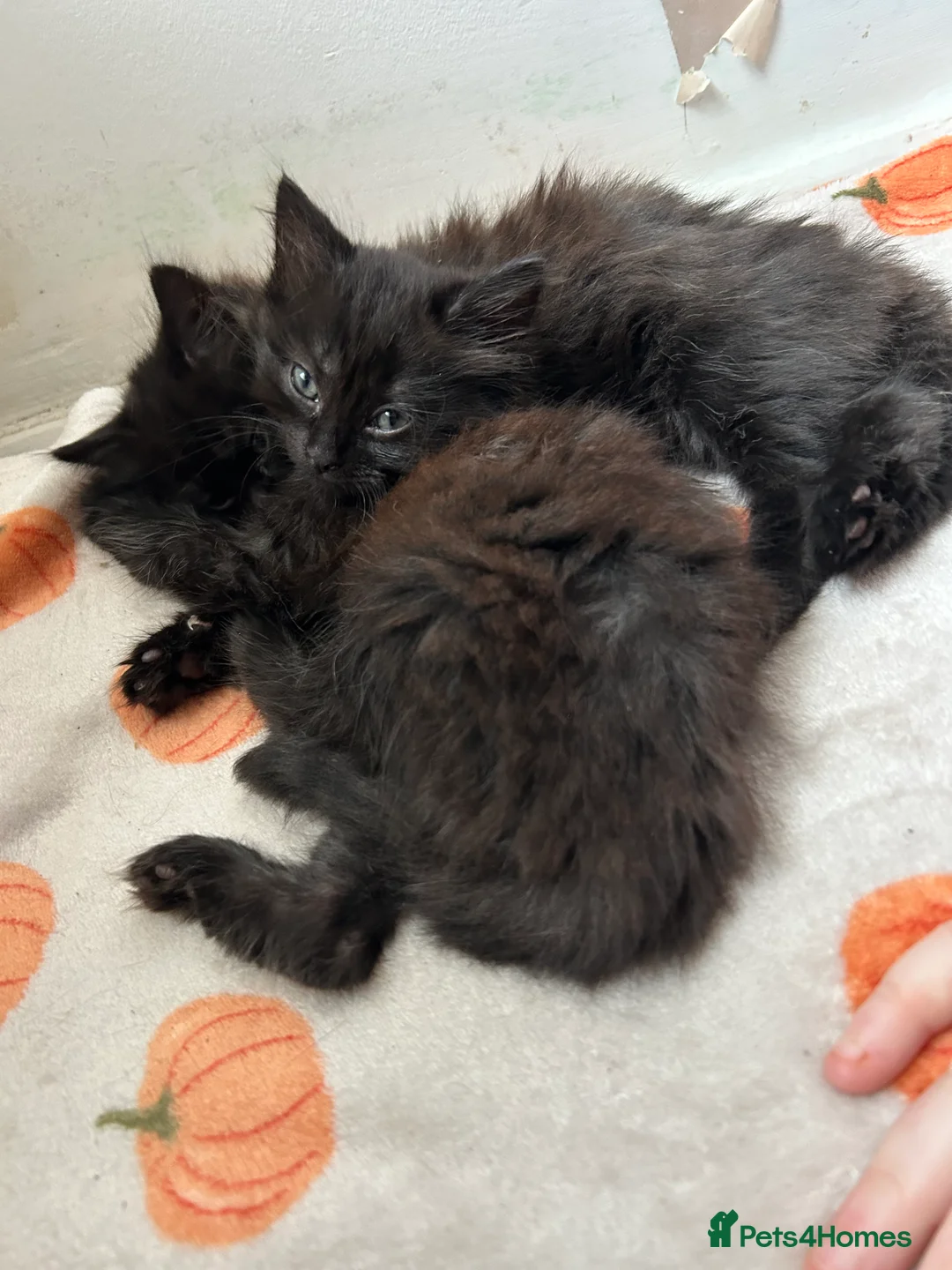 Mixed Breed cats for sale: Two little bundles of joy. - Advert 7
