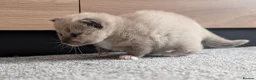Ragdoll cats for sale: Ragdoll Kittens MINK Boy & girl - Advert 23