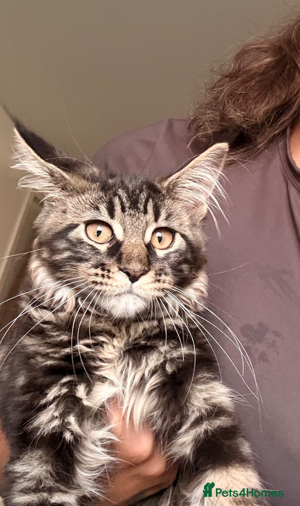 Maine Coon cats Rare Red Silver Maine Coon Kittens Available  - Advert 5