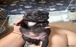 Pug dogs for sale: 3 Pure Breed Pug Puppies looking for forever homes - Image 4