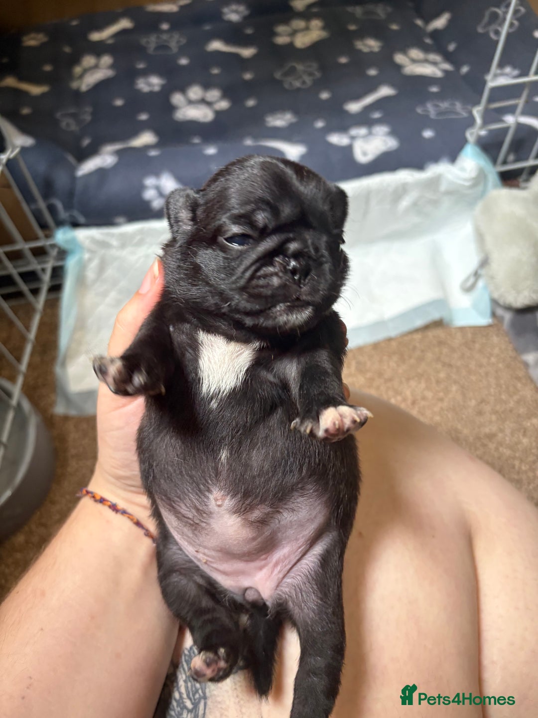 Pug dogs for sale: 3 Pure Breed Pug Puppies looking for forever homes - Image 4