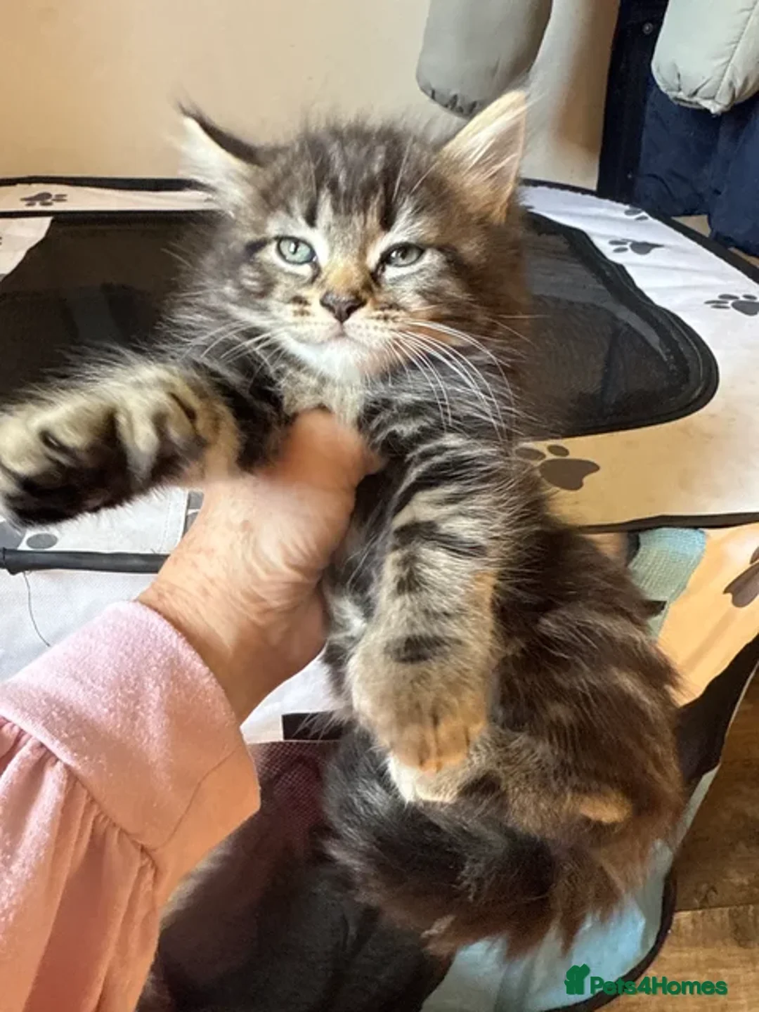 Maine Coon cats for sale: Handsome boy Maine coone  - Image 1