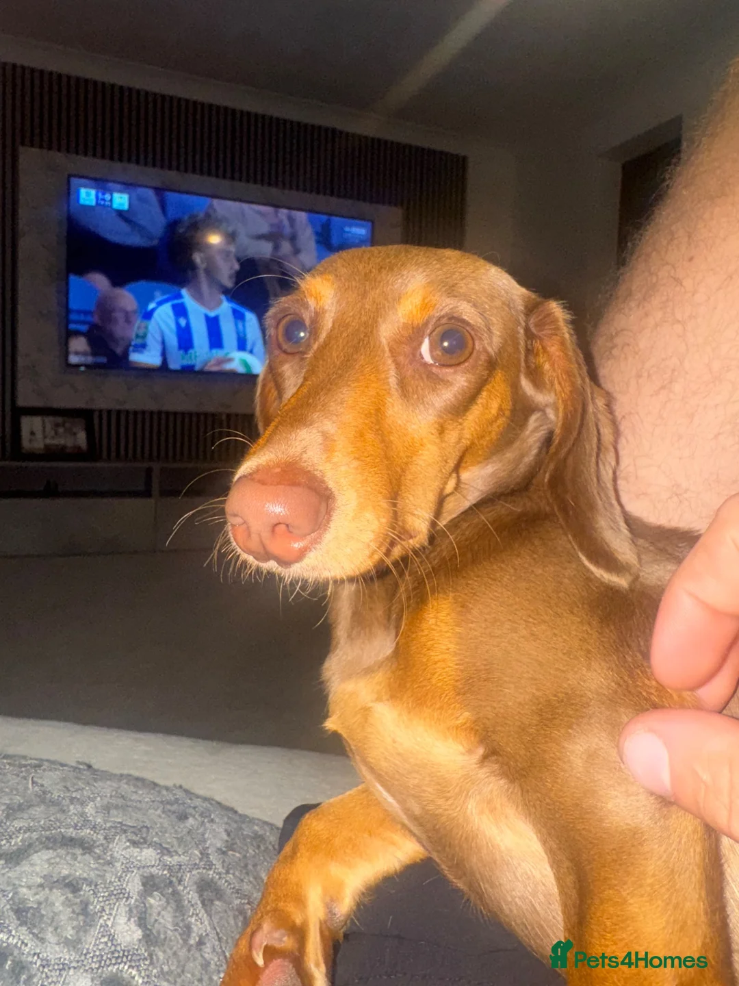 Dachshund dogs for sale: Dachshund Lilly  in Gainsborough - Advert 2