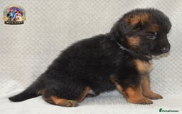 German Shepherd dogs for sale: Germand Shepherd puppies - Image 13