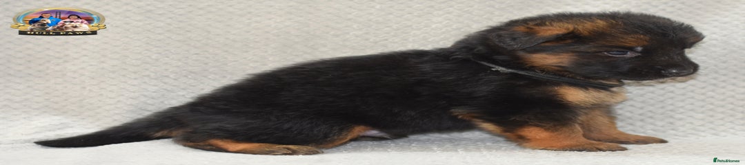 German Shepherd Puppy 2