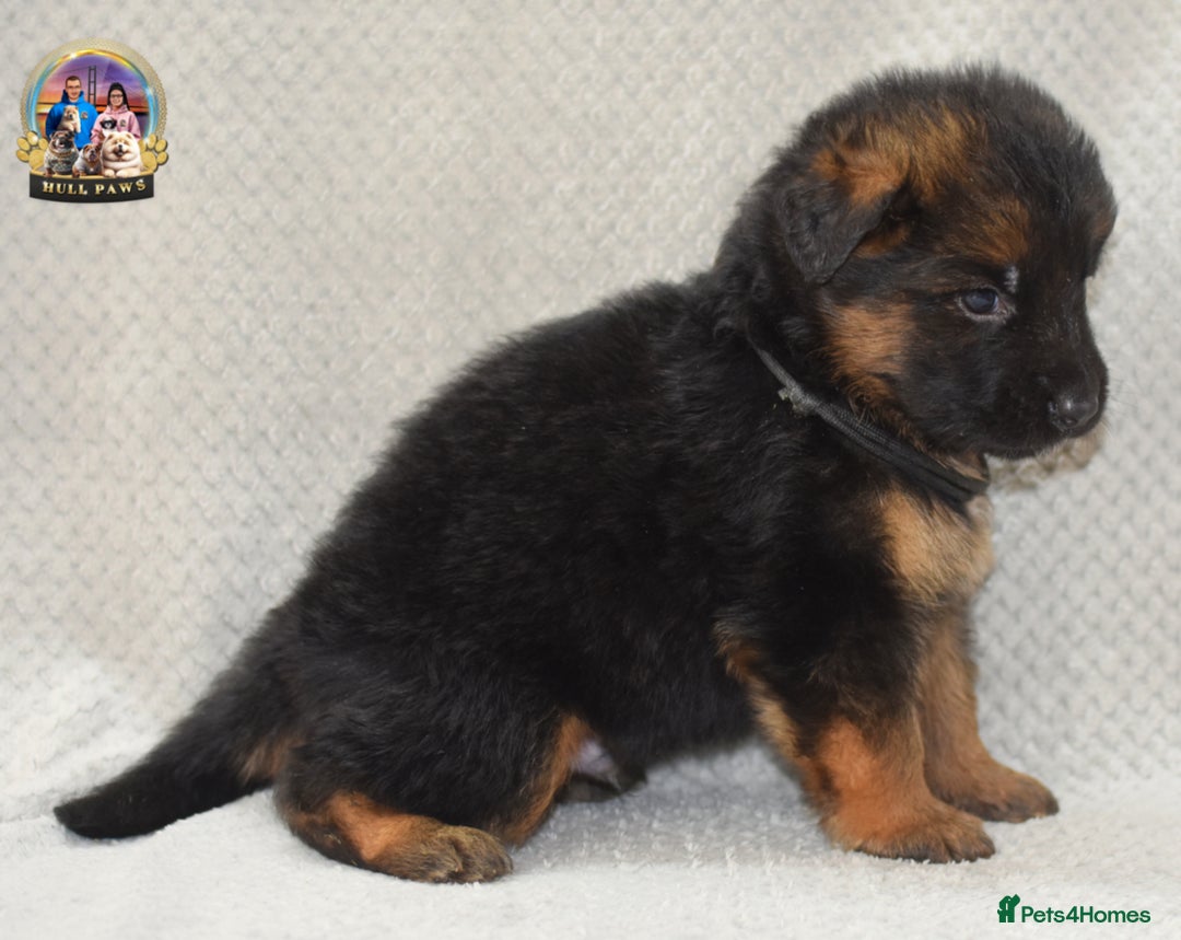 German Shepherd dogs for sale: Germand Shepherd puppies - Image 13