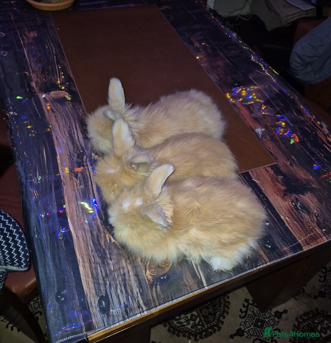 Angora rabbits for sale: Gorgeous Angora Rabbits, Pure Bred Full Faced. - Advert 21