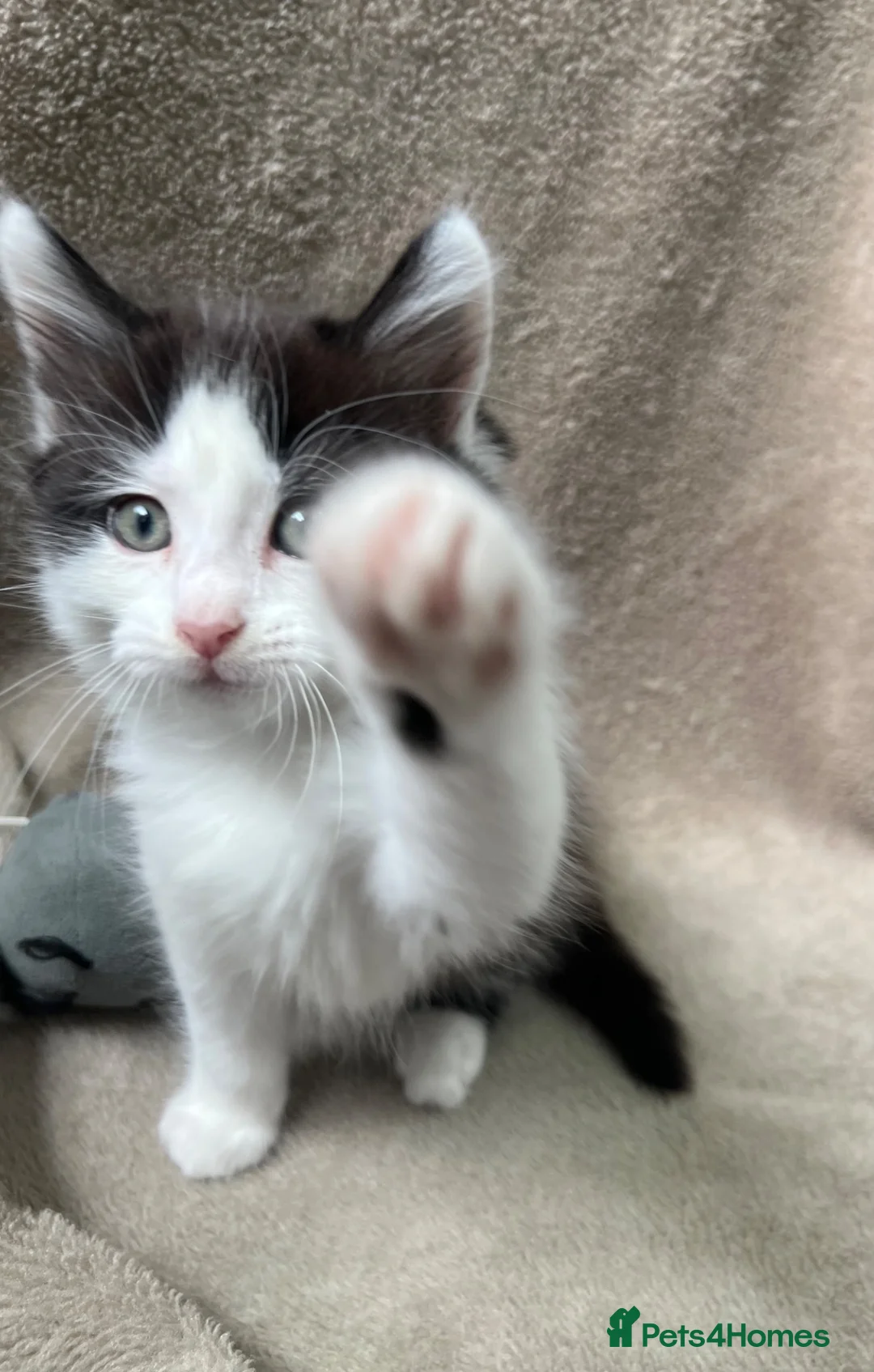 Mixed Breed cats for sale: Russian blue mixed breed kittens - Advert 2