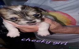 Chihuahua dogs for stud: Stud long haired white Chihuahua  in Coatbridge - Image 25