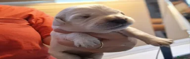 Golden Retriever 11