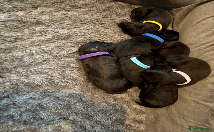 Patterdale Terrier dogs - Advert 1