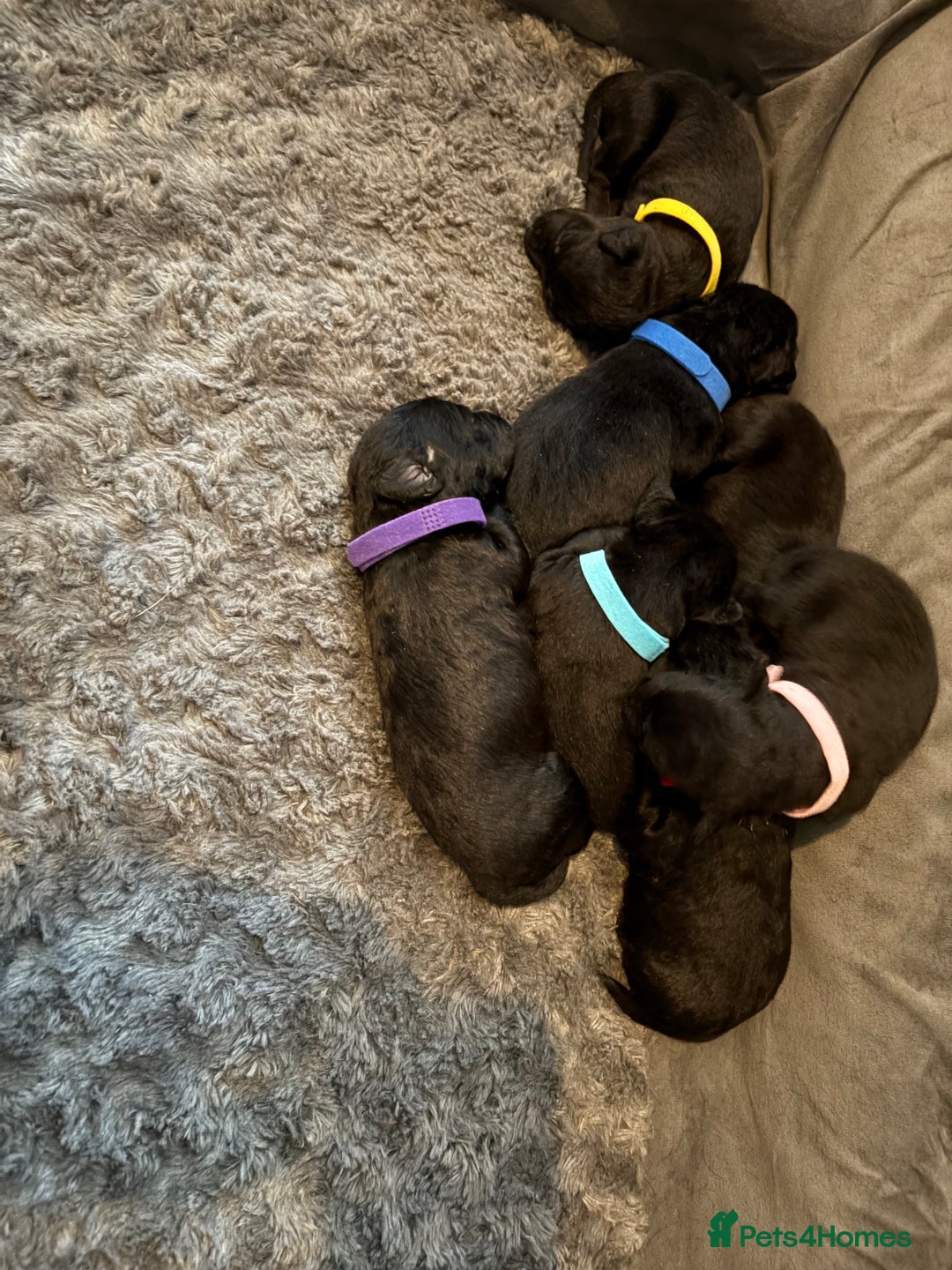 Patterdale Terrier dogs for sale: Patterdale puppies  - Image 1