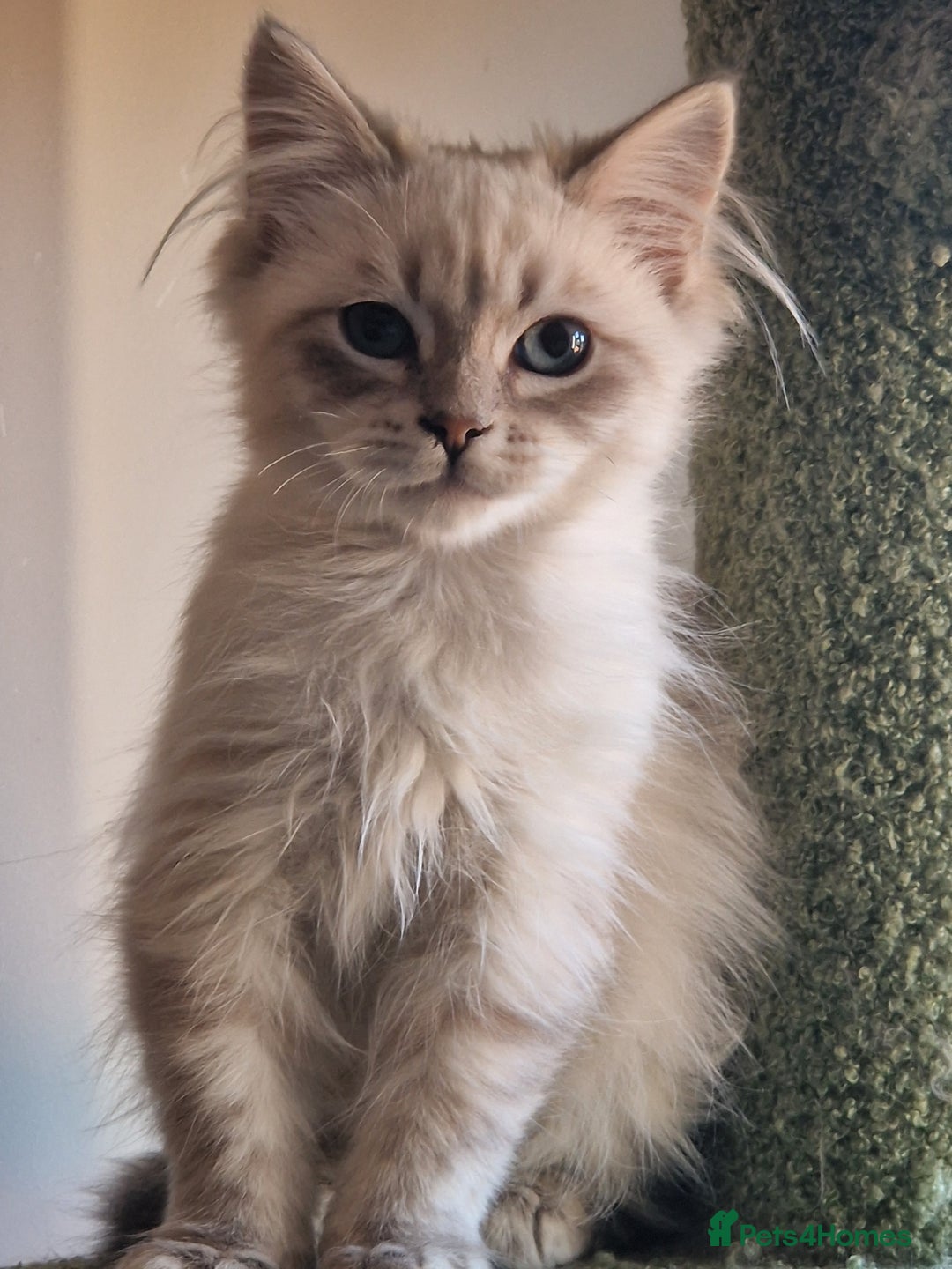 Siberian cats for sale: Blue Eyed Siberian Blue Point Kittens - Advert 21