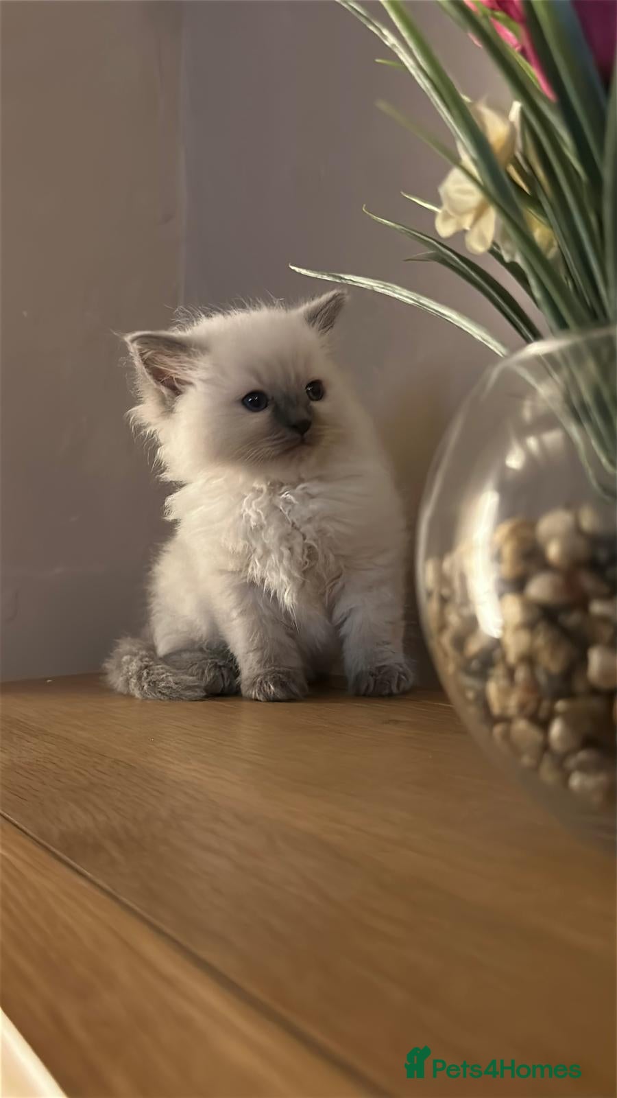 Ragdoll cats Blue and lilac pointed lynx ragdolls - Advert 1