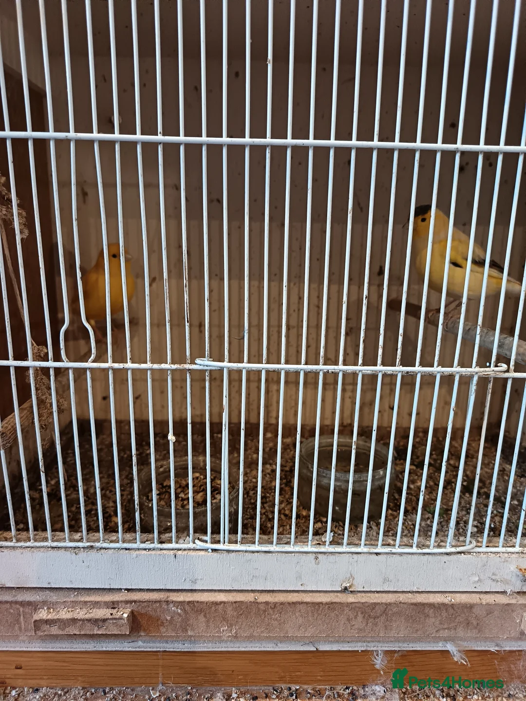 Canaries birds for sale: Two canaries - Advert 2