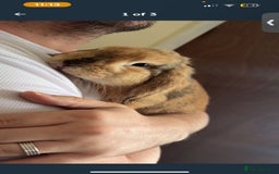 Mini Lop rabbits for sale: Rabbit mini lop  - Image 1