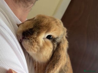 Mini Lop rabbits for sale - Advert 1