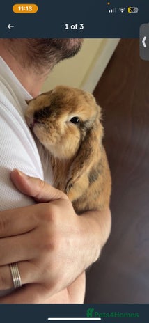 Mini Lop rabbits - Advert 5