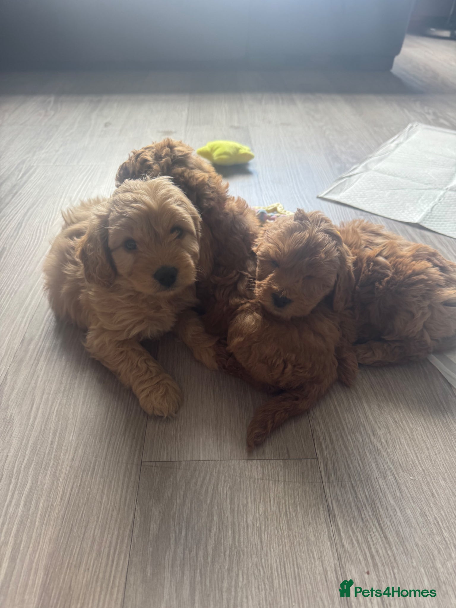 Cockapoo dogs F2 Cockapoo Puppies READY TO LEAVE WEDNESDAY - Advert 2