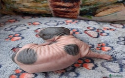 Sphynx cats for sale: Sphynx Kittens - Image 5