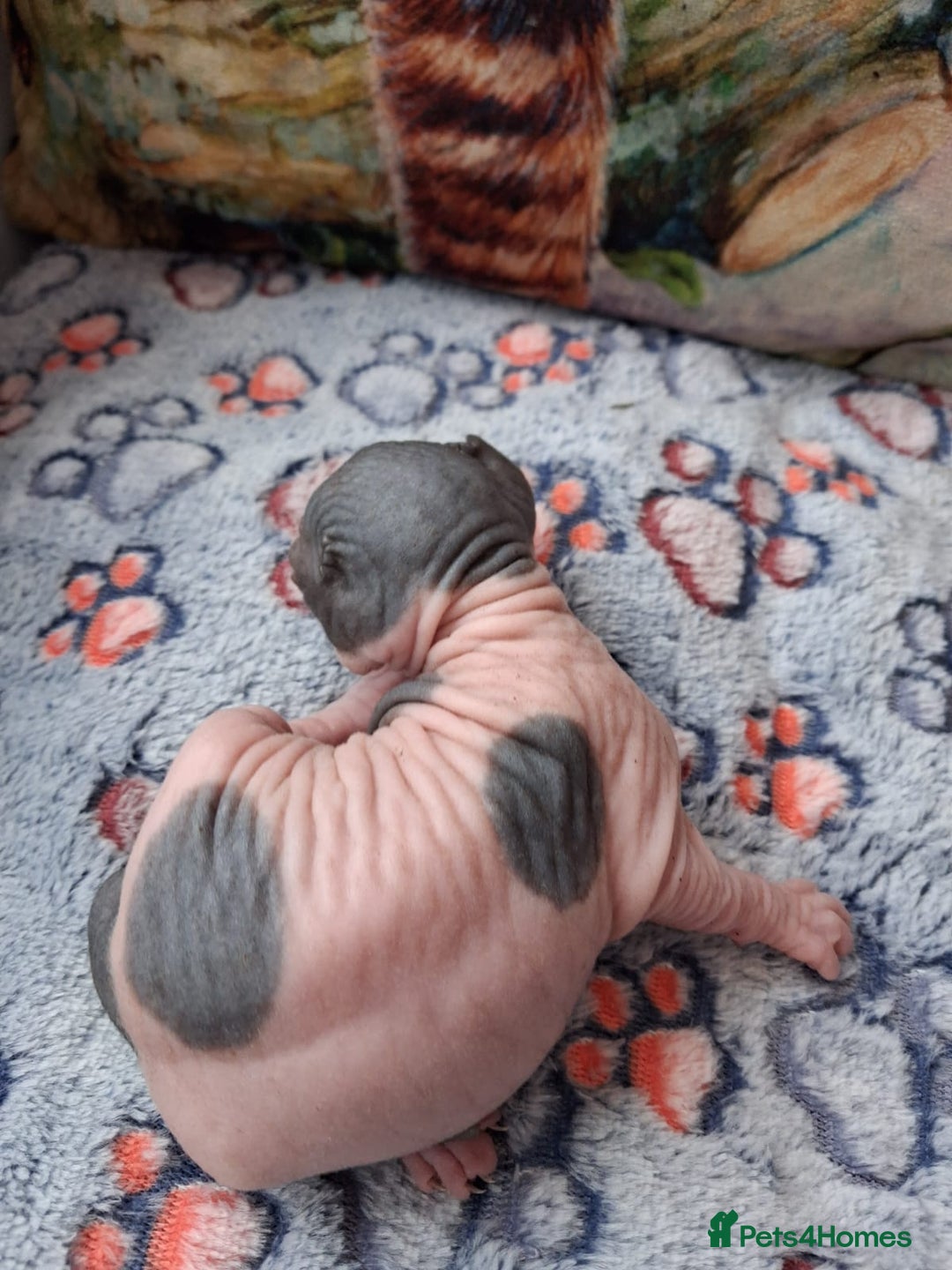 Sphynx cats for sale: Sphynx Kittens - Image 5