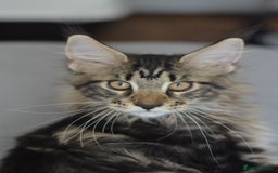 Maine Coon cats for sale: Tica Registered Maine Coon boy & girl *ready now* - Image 6