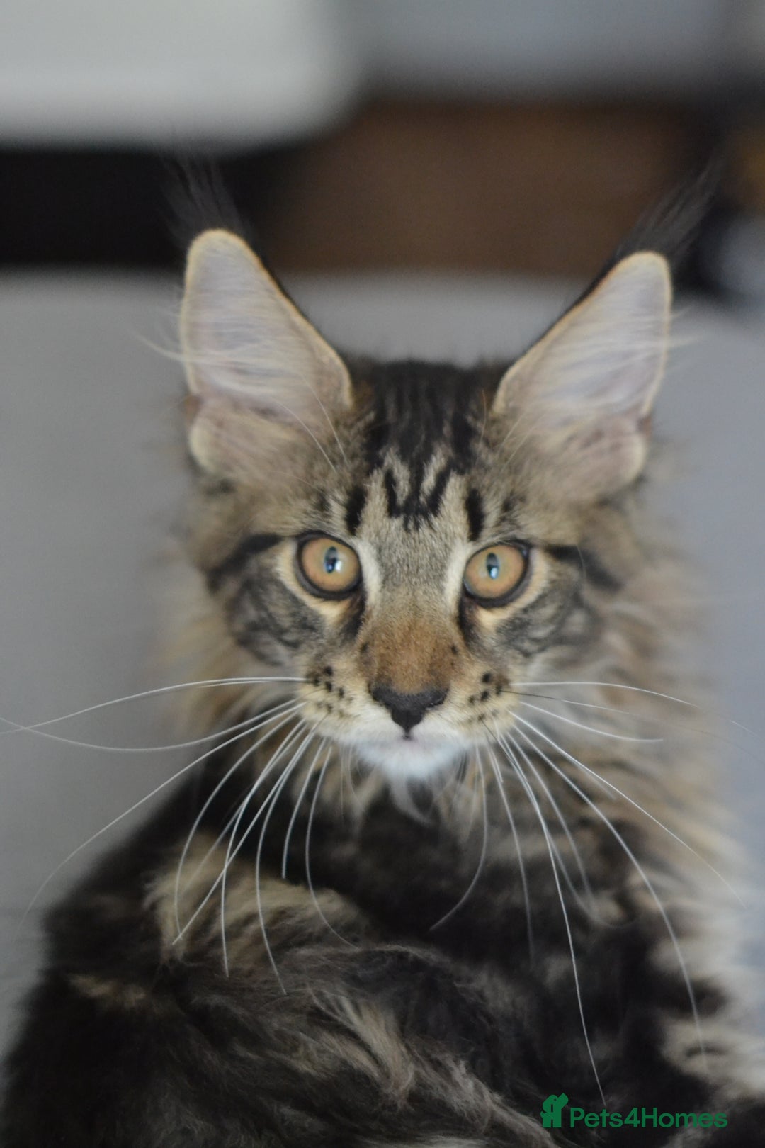 Maine Coon cats for sale: Tica Registered Maine Coon boy & girl *ready now* - Image 6