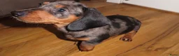 Miniature Dachshund dogs for sale: Mini dachshund  - Advert 4