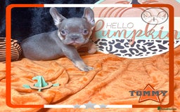 French Bulldog dogs for sale: Hello Pumpkin KC Frenchie Bulldogs A* Ready Soon! - Image 26