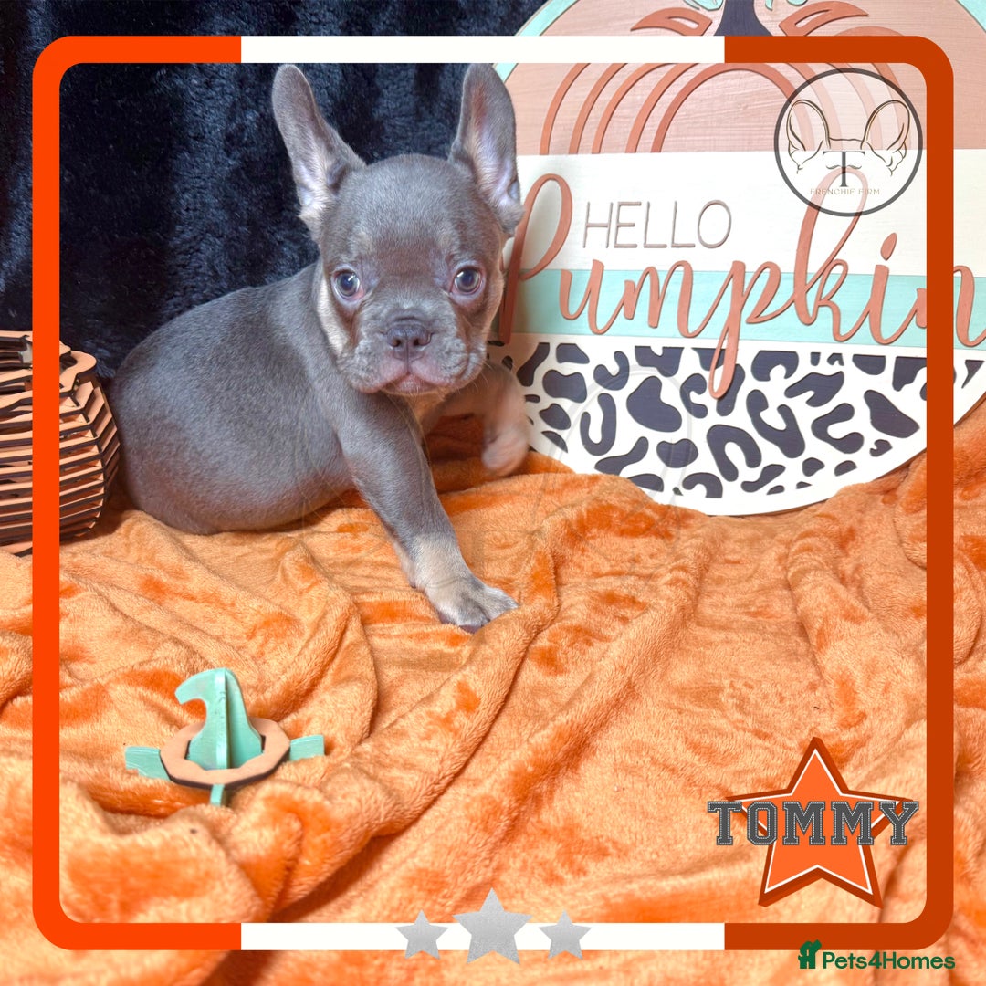 French Bulldog dogs for sale: Hello Pumpkin KC Frenchie Bulldogs A* Ready Soon! - Image 26