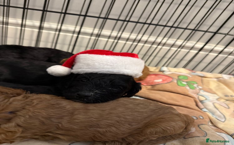 Cavapoo dogs Miniature CavaPoos - Advert 10