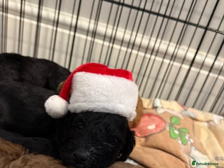 Cavapoo dogs Miniature CavaPoos - Advert 14