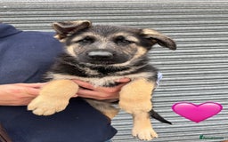German Shepherd dogs for sale: 2 German Shepherd Bitches Ready Now - Image 4