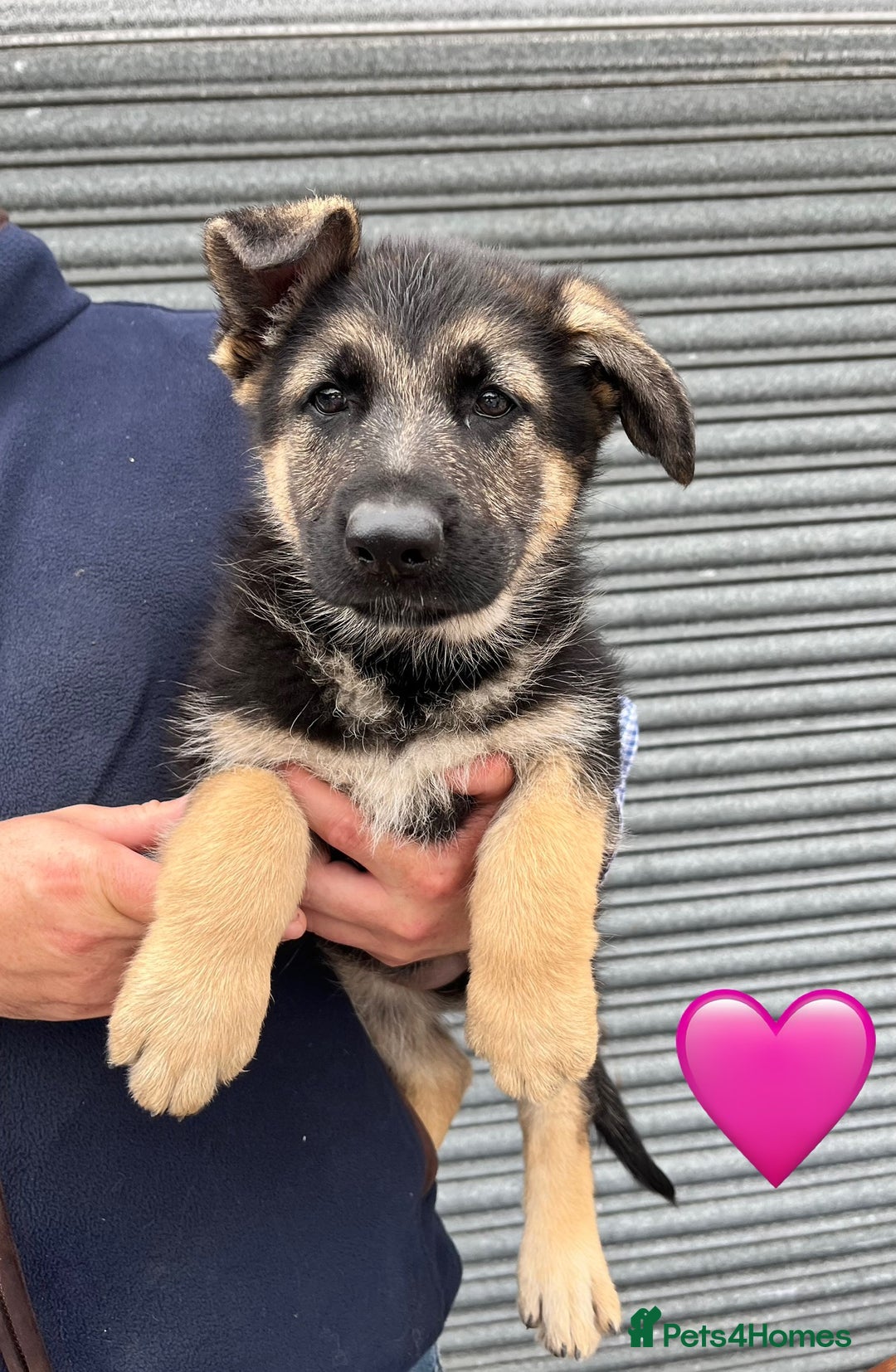 German Shepherd dogs for sale: 2 German Shepherd Bitches Ready Now - Image 4
