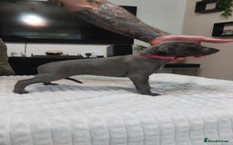 Whippet dogs for sale: Whippet pups  - Image 12