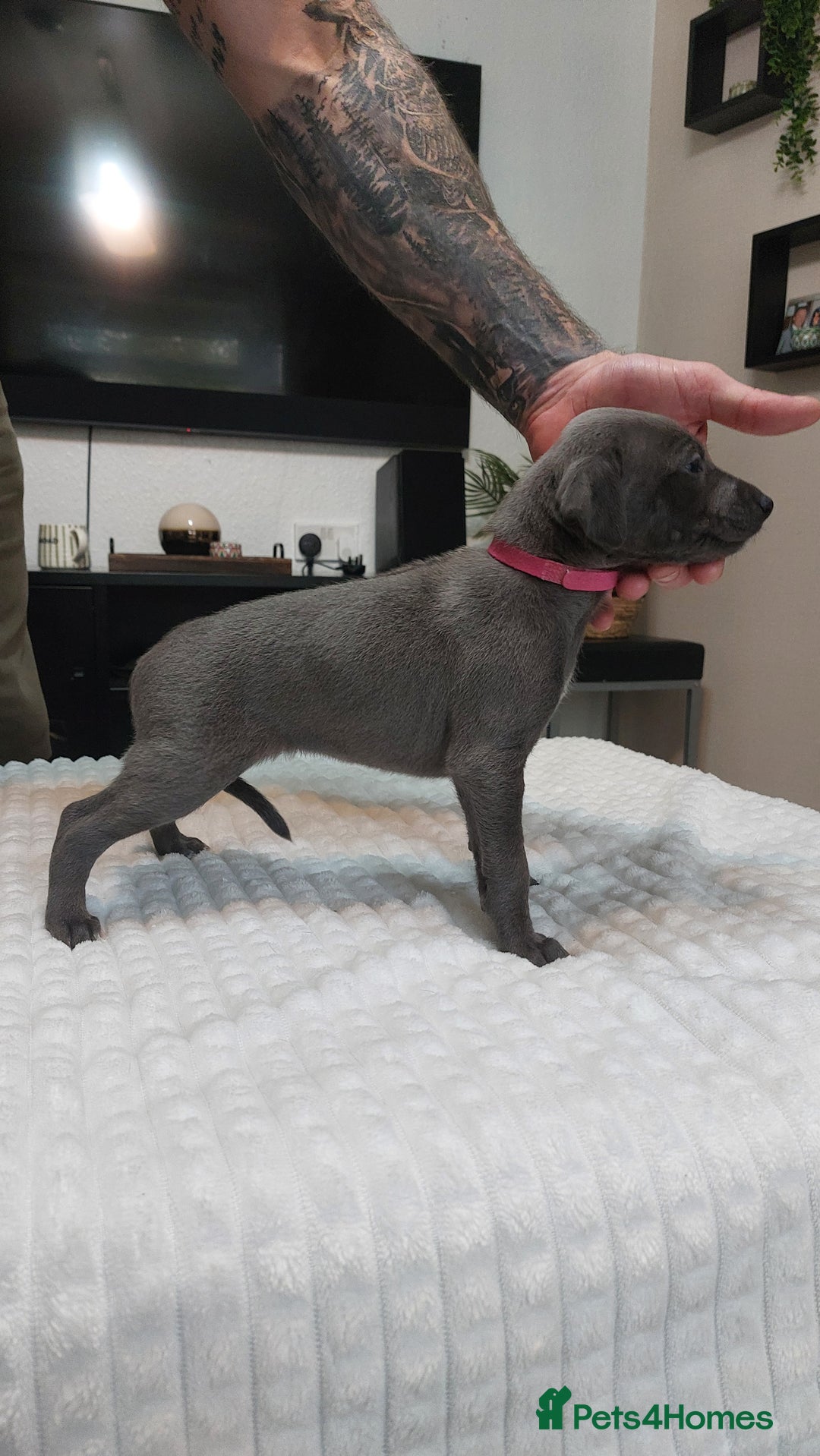 Whippet dogs for sale: Whippet pups  - Image 12