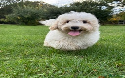 Maltipoo dogs for sale: 🌟LAST 2🌟 Black+White Boy 🐼 Biscuit+White Girl🍪 - Image 9