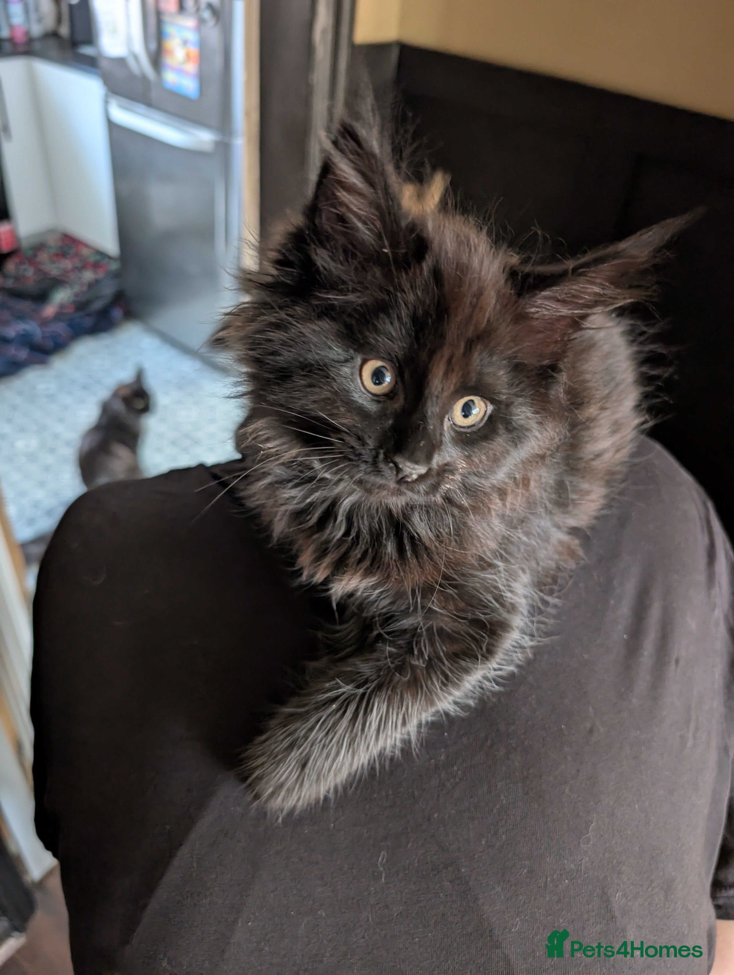 Maine Coon cats READY TO LEAVE 2 Maine Coon kittens  - Advert 6